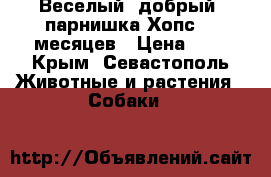 Веселый, добрый  парнишка Хопс. 6 месяцев › Цена ­ 1 - Крым, Севастополь Животные и растения » Собаки   